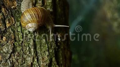 钉在树上的野生动物。 蜗牛在森林里的一棵树上.. 9