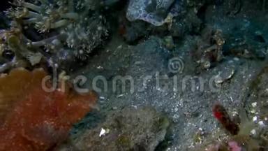 埃斯梅耶`蝎子鱼莱诺皮亚斯梅耶里正在伦贝海峡的珊瑚中打猎