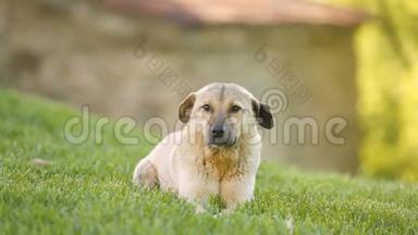 流浪狗坐在草地上，然后走到镜头前，慈善机构帮助无家可归的宠物