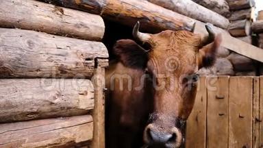 家产的棕色纯种牛有角，站在农场的马厩里，用鼻孔舔着长长的舌头