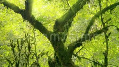 阳光`阳光透过野生热带森林的树叶和树木。 4k，慢动作