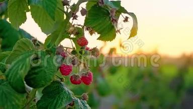树莓的一支，成熟的浆果在田野里随风摇曳，夕阳下树莓的一支