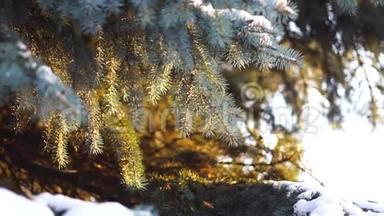 阳光下雪中云杉枝的特写。 蓝色云杉的枝干被温暖的阳光照得很美
