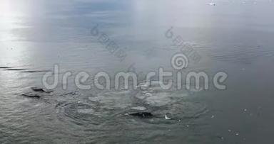 鲸鱼在<strong>北</strong>极的大自然中被冰山冲破，在冰峡湾的<strong>景</strong>观中结冰。 驼背鲸。 与野生动物的空中<strong>视频</strong>