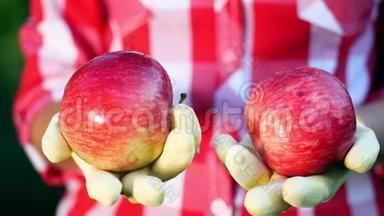 特写，新摘的红苹果在阳光的照耀下.. 农夫`双手戴着手套，捧着两个成熟的红苹果