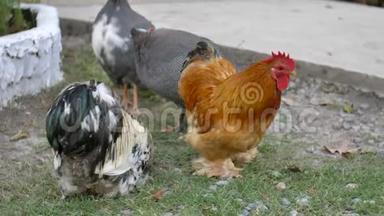 一只母鸡在一个小农场里<strong>自由</strong>自在地<strong>奔跑</strong>.