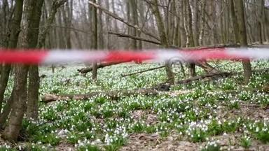 特写，红色击剑胶带.. 森林中盛开的雪花，是一个保护区，用红色丝带围起来。 雪花是