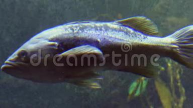 鱼类：奇特的热带鱼类，在水中活动
