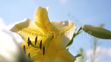 黄色的花园<strong>百合</strong>迎着蓝天在夏天绽放.. 特写镜头。 <strong>鲜花</strong>生意。 春天的美丽花朵