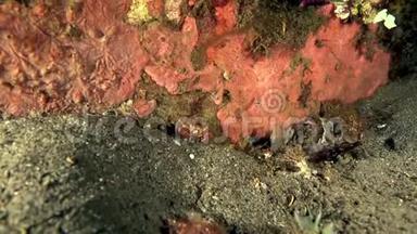红白条纹虾类Cuapetes sp.1在祖鲁海大马哈鱼沙滩上吃螃蟹