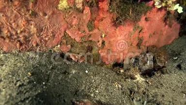 红白条纹虾类Cuapetes sp.1在祖鲁海大马哈鱼沙滩上吃螃蟹