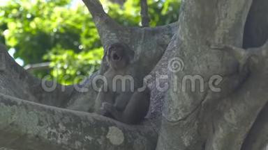 可爱的猴子在绿色森林的树枝上打哈欠。 把打哈欠的猴子关在热带雨林的树枝上