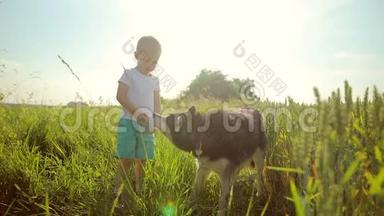 一个带着西伯利亚哈士奇在麦田里玩耍的小男孩。 狗从主人手中喝水。 水是