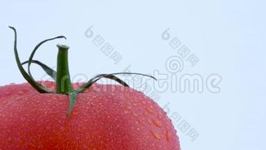 宏观拍摄一个大红番茄的左下部分与水滴。 在隔离的转盘上慢慢旋转