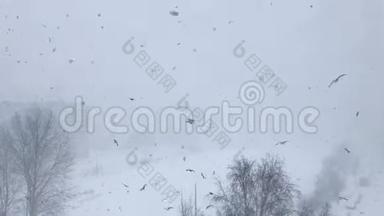 2019年3月，拉脱维亚里加，有雾的暴风雪中，海鸥在大<strong>风天</strong>飞翔