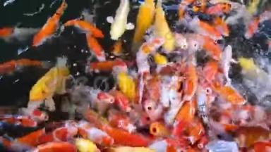 喂食五颜六色的锦鲤鱼鱼挤在游泳池里争夺食物，全高清。