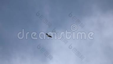 在尼泊尔蓝天上飞翔的白屈秃鹫