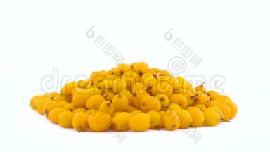 一堆橙<strong>黄色</strong>普通沙棘浆果，水滴在<strong>转盘</strong>上旋转，隔离在白色上