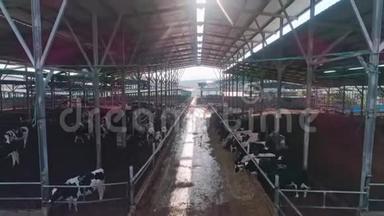 起重机从一个大型奶牛场上吃奶的奶牛到绿色的风景