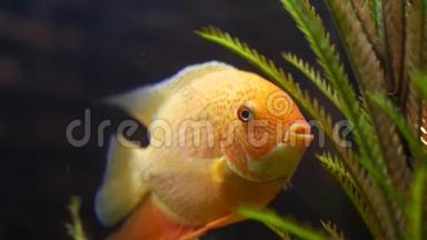 <strong>亲近</strong>金鱼在水族馆与绿色植物，宠物的概念。 框架。 美丽的金鱼张开嘴