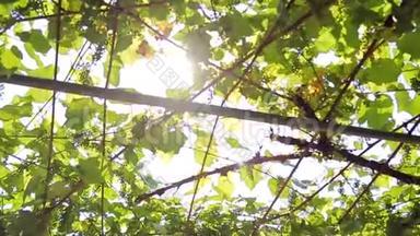 葡萄园特写。 阳光穿透葡萄叶. 摄像机的移动。