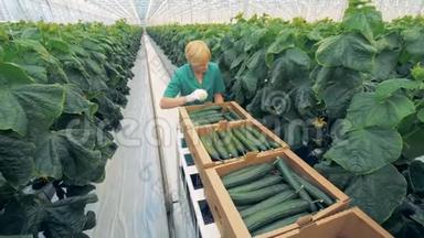 温室工人将成熟的黄瓜收集到盒子里并拉着手推车的俯视图
