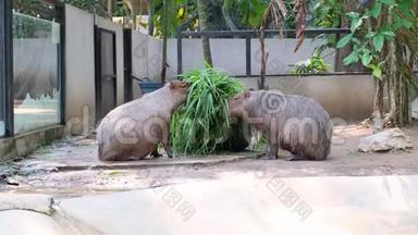 卡普巴拉是世界上最大的啮齿动物。 卡普巴拉坐在绿草上。