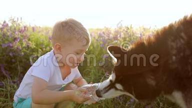 一个带着西伯利亚哈士奇在麦田里玩耍的小男孩。 <strong>狗</strong>从<strong>主人</strong>手中喝水。 水是