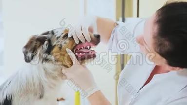 在兽医诊所检查。 去检查狗牙。 宠物概念