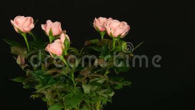 美丽的，嫩的，<strong>鲜嫩</strong>的，盛开的，粉红色的玫瑰花蕾，在花盆里滴着水滴，轻风吹着黑色
