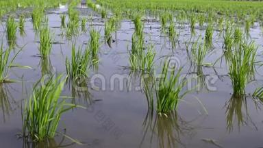 4K，水稻作物和水农景观自然农田背景