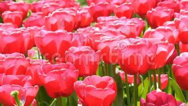 清新美丽的大饱和粉红色郁金香在春天的花园里盛开。 春天盛开的装饰郁金香花