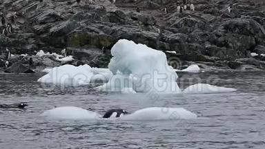 古图企鹅渗出冰