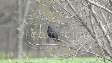 欧洲或普通的鸟坐在树枝上，在<strong>初春</strong>唱一首歌，鸟