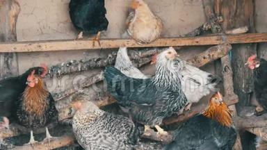 一群家养<strong>母鸡</strong>坐在鸡舍里的公鸡上。 住在乡下的谷仓里。 鸡舍。 带着<strong>母鸡</strong>