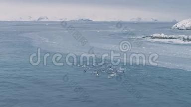 Gentoo企鹅群游南极海水