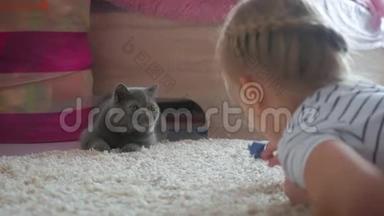 那个漂亮的女孩在家玩一只灰色的<strong>猫</strong>。 <strong>异国</strong>情调的<strong>短毛猫</strong>。