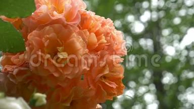特写镜头。 4k. 雨后一朵橙色玫瑰的花。