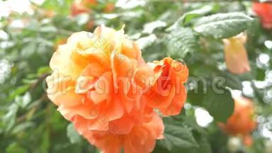 特写镜头。 4k. <strong>雨后</strong>一朵橙色玫瑰的花。