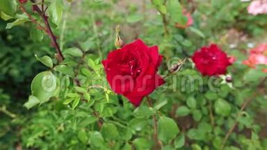 一个女人`手<strong>轻轻地</strong>抚摸着花坛<strong>上</strong>的一朵红玫瑰。