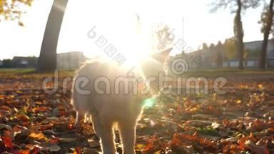 好奇的姜猫在日落时分在公园散步，看着镜头<strong>喵喵</strong>叫