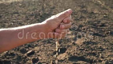 一个人`手拉着一颗落在地上的谷物。 土地背景下农民手中的粮食