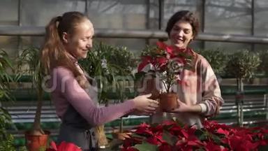 年轻微笑的女花店穿着围裙，向女顾客展示带有红色一品红的花盆。 年轻女子拿着这个