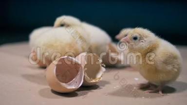 黄色小鸡和蛋壳，特写.. 家禽鸡孵化，坐在蛋壳附近。