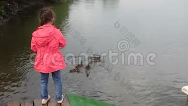 小女孩在公园里喂鸭子。 孩子把面包和她的小鸭子一起扔给鸭子。 4k