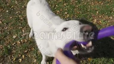 一个精力充沛的瑞士牧羊犬从主人手中掏出一个蓝色的橡胶玩具