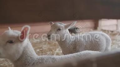 农场里的家养小羊羔。