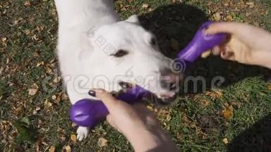 一个精力充沛的瑞士牧羊犬从主人手中掏出一个蓝色的橡胶玩具