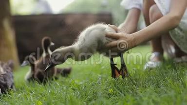 小女孩把一只<strong>小鸭</strong>子放在草地上，让它和它的妈妈和其他<strong>小鸭</strong>子一起。