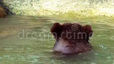 <strong>布朗熊</strong>在河中洗澡以恢复活力的缓慢运动。 成人Urus Arctos